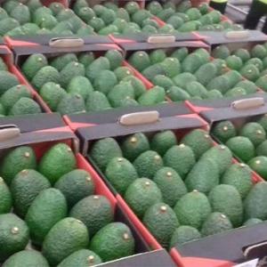 Avocado Hass Large