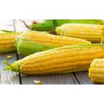Corn, Yellow Sweet